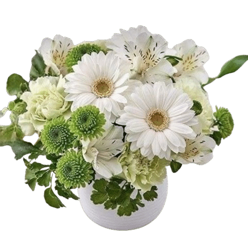 CFA_009-_White_and_Green_Chryshathemeum_and_Gerbra_6000-removebg-preview White and Green Chrysanthemum and Gerbera
